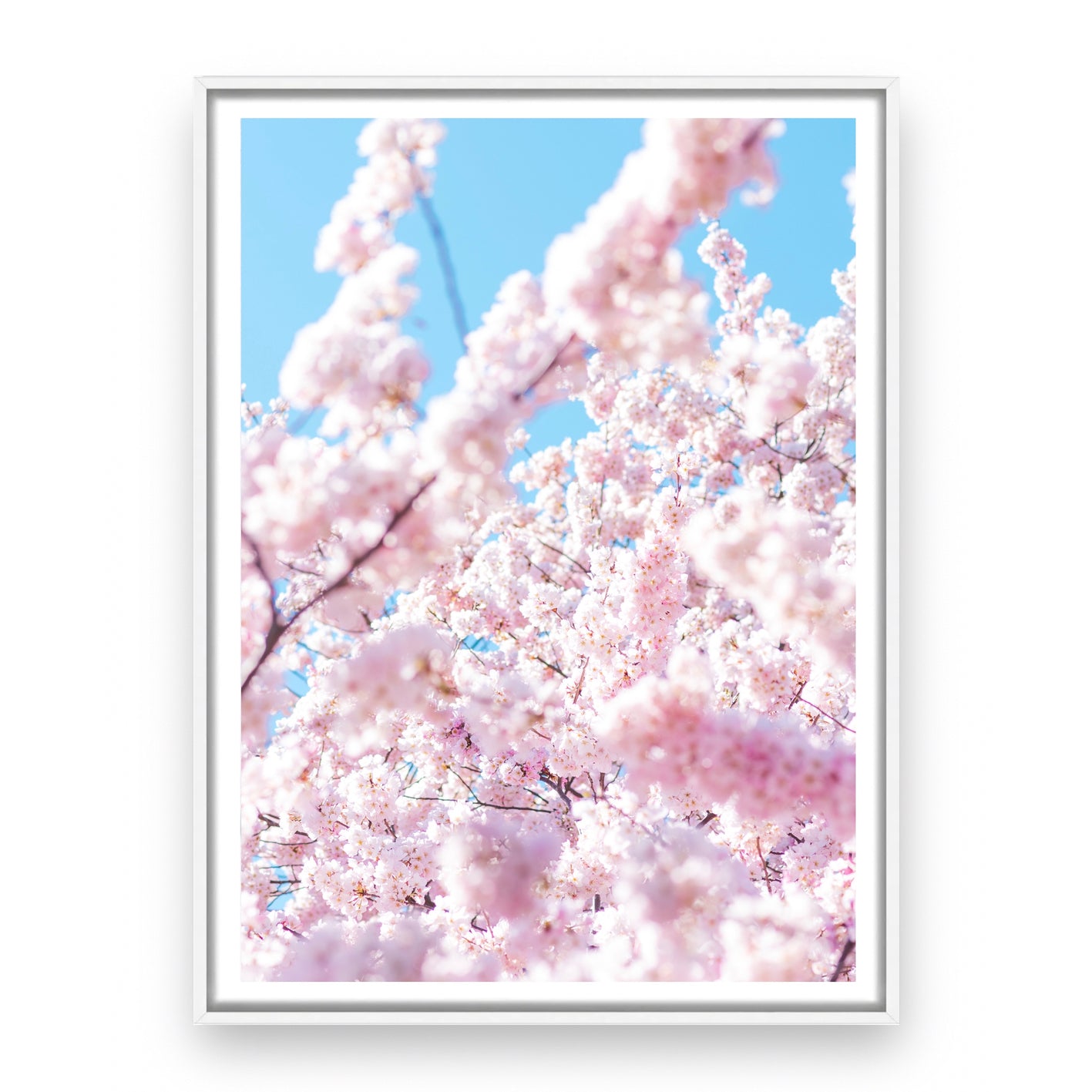 CHERRY BLOSSOM